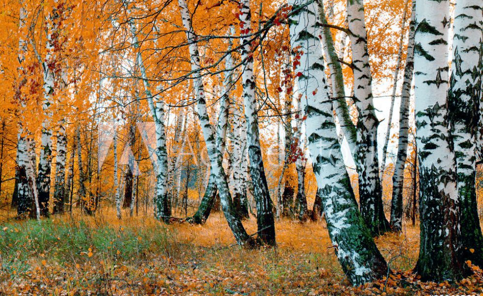 Birch trees in autumn forest with orange leaves